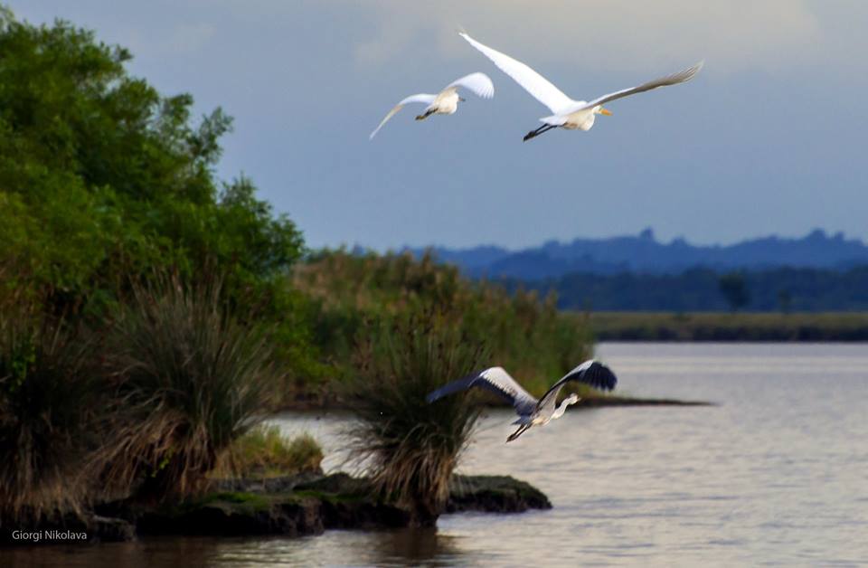Georgian forests and wetlands to be included among UNESCO World Heritage Sites geotv.ge